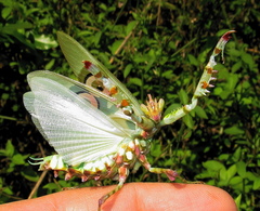 Pseudocreobotra amarae