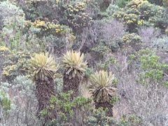 Oxypogon stuebelii