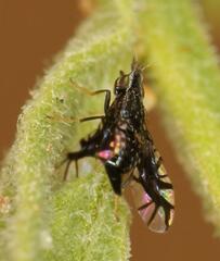 Brachiopterna ornithomorpha