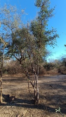 Celtis pallida