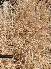 Stephanomeria pauciflora