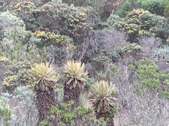 Oxypogon stuebelii