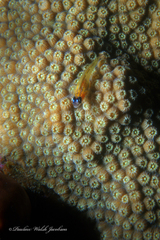 Coryphopterus lipernes