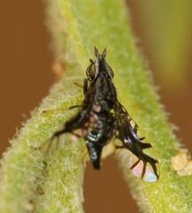 Brachiopterna ornithomorpha