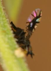 Brachiopterna ornithomorpha