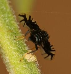 Brachiopterna ornithomorpha