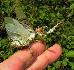 Pseudocreobotra amarae