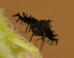 Brachiopterna ornithomorpha