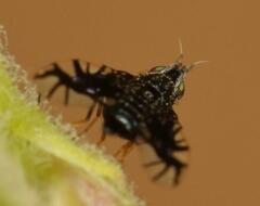 Brachiopterna ornithomorpha