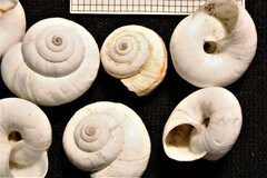 Cernuella aginnica