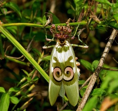 Pseudocreobotra amarae