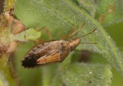 Aeliomorpha