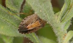 Aeliomorpha