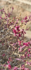 Anabasis articulata
