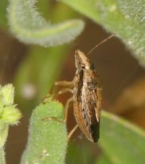 Aeliomorpha