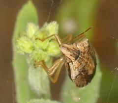 Aeliomorpha