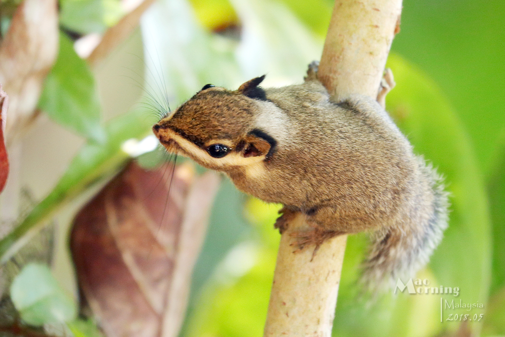 Black-Eared Squirrel