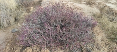Anabasis articulata