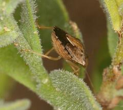Aeliomorpha