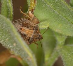 Aeliomorpha