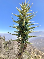 Puya alpestris