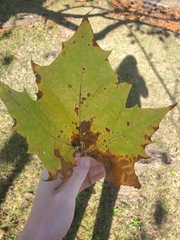 Platanus mexicana