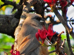 Colius striatus minor