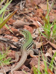 Aspidoscelis costatus