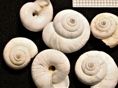 Cernuella aginnica