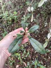 Englerophytum natalense