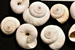 Cernuella aginnica