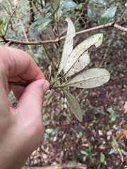 Englerophytum natalense