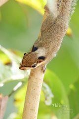 Black-Eared Squirrel photo 4