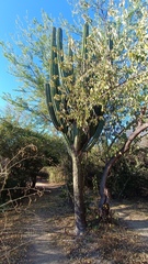 Pachycereus pecten-aboriginum