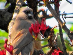 Colius striatus minor