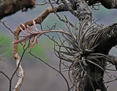 Tillandsia didisticha