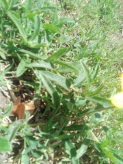 Aspilia montevidensis