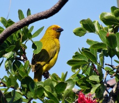 Ploceus subaureus subaureus