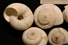 Cernuella aginnica