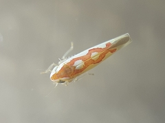 Zygina flammigera