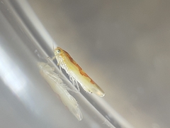 Zygina flammigera