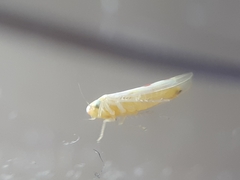Zygina flammigera