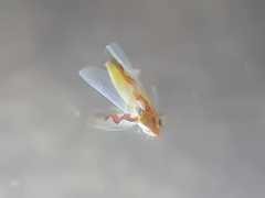 Zygina flammigera