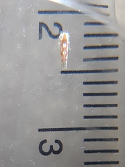 Zygina flammigera