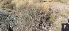 Anthyllis cytisoides