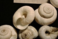 Cernuella aginnica