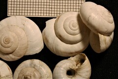 Cernuella aginnica