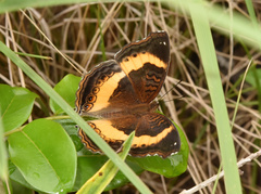Junonia elgiva