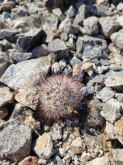 Mammillaria tetrancistra
