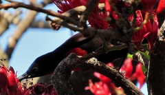 Chalcomitra senegalensis gutturalis